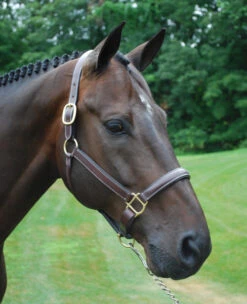 Red Barn Kate Fancy Stitch Halter