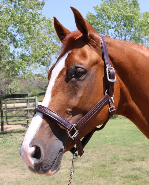 Walsh Signature Pony Halter - Image 2