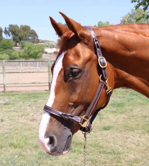 Perri's Twisted Leather Halter - Image 2